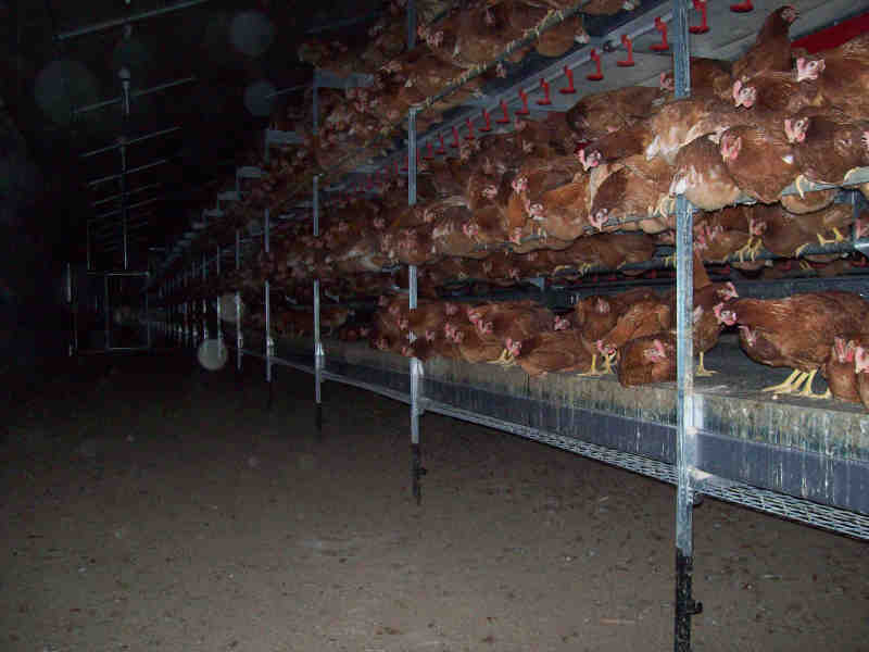 perchage des poules 001.JPG