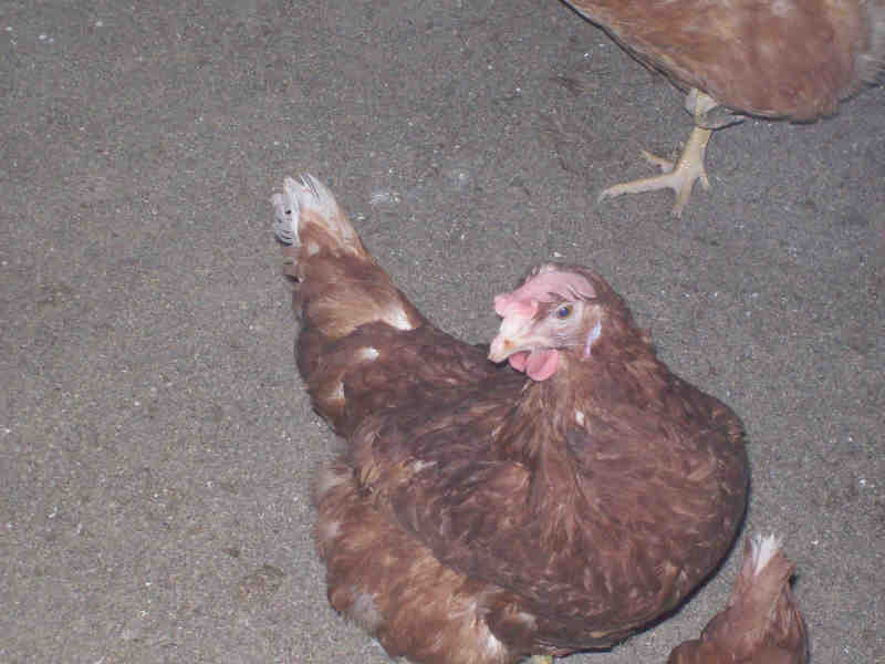 poule au sol.JPG